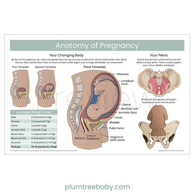 Anatomy of Pregnancy Poster-Poster-Plumtree Baby