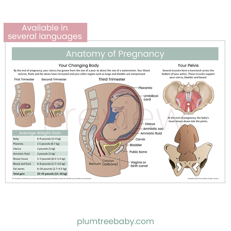 Anatomy of Pregnancy Poster-Poster-Plumtree Baby