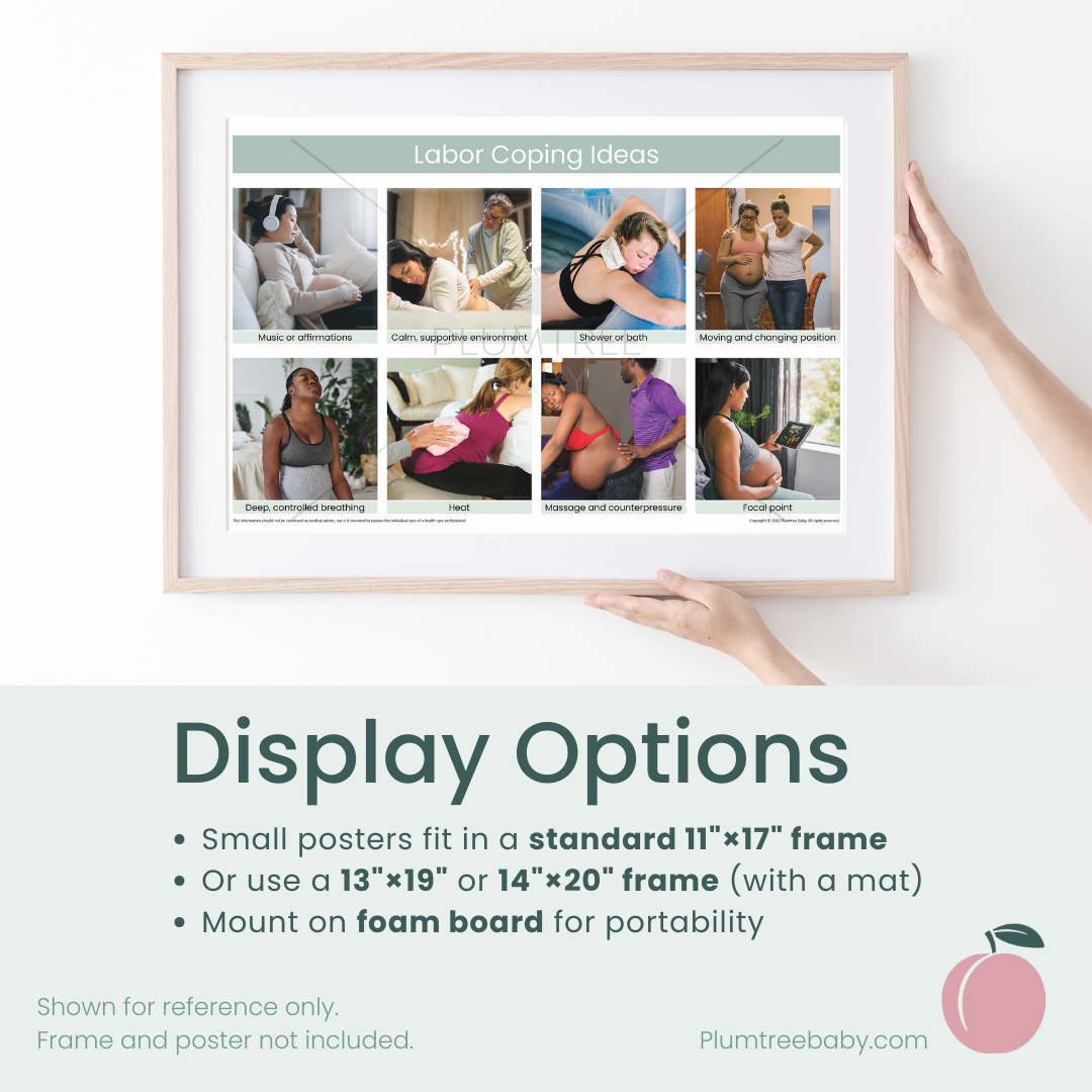 Anatomy of Pregnancy Poster-Poster-Plumtree Baby