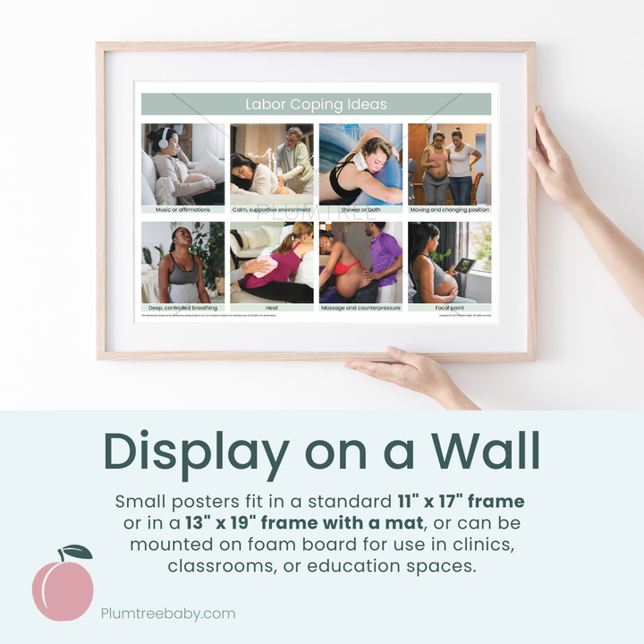 Anatomy of Pregnancy Poster-Poster-Plumtree Baby