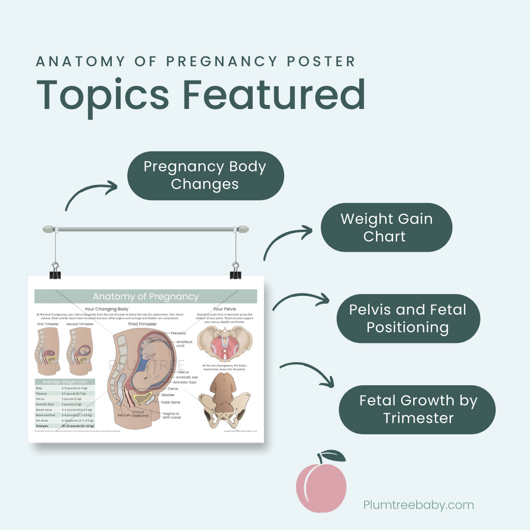 Anatomy of Pregnancy Poster-Poster-Plumtree Baby