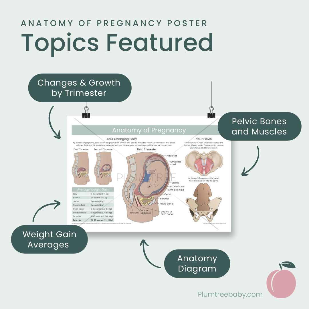 Anatomy of Pregnancy Poster-Poster-Plumtree Baby