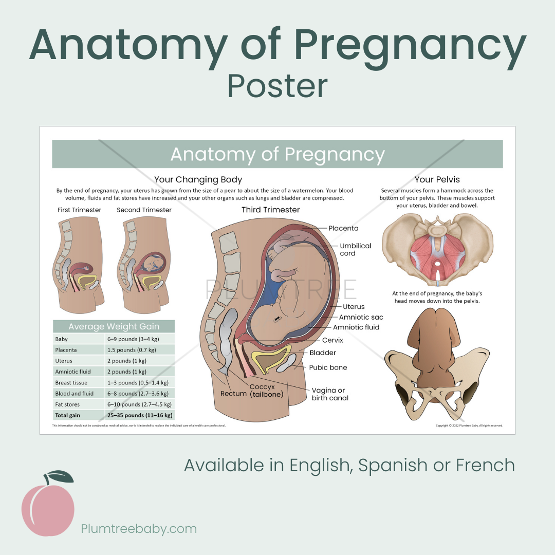 Anatomy of Pregnancy Poster-Poster-Plumtree Baby