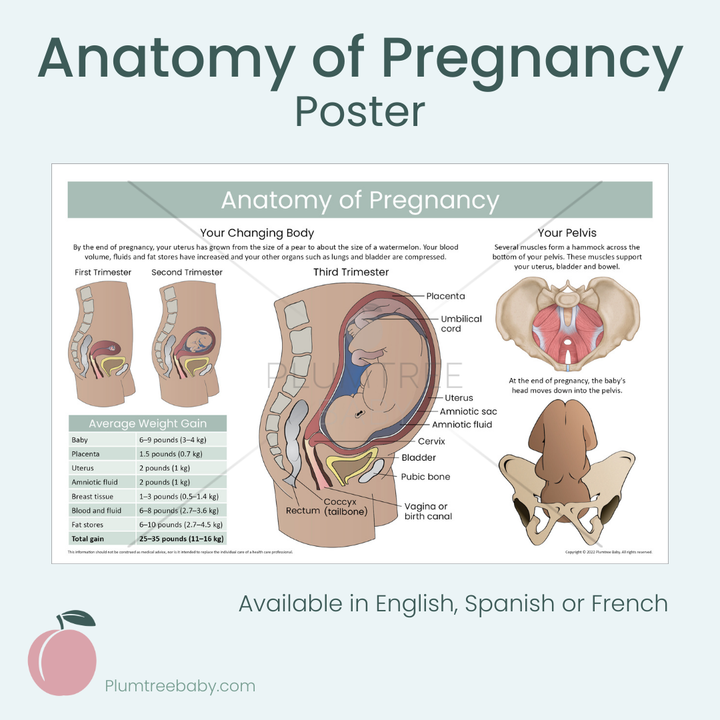 Anatomy of Pregnancy Poster-Poster-Plumtree Baby