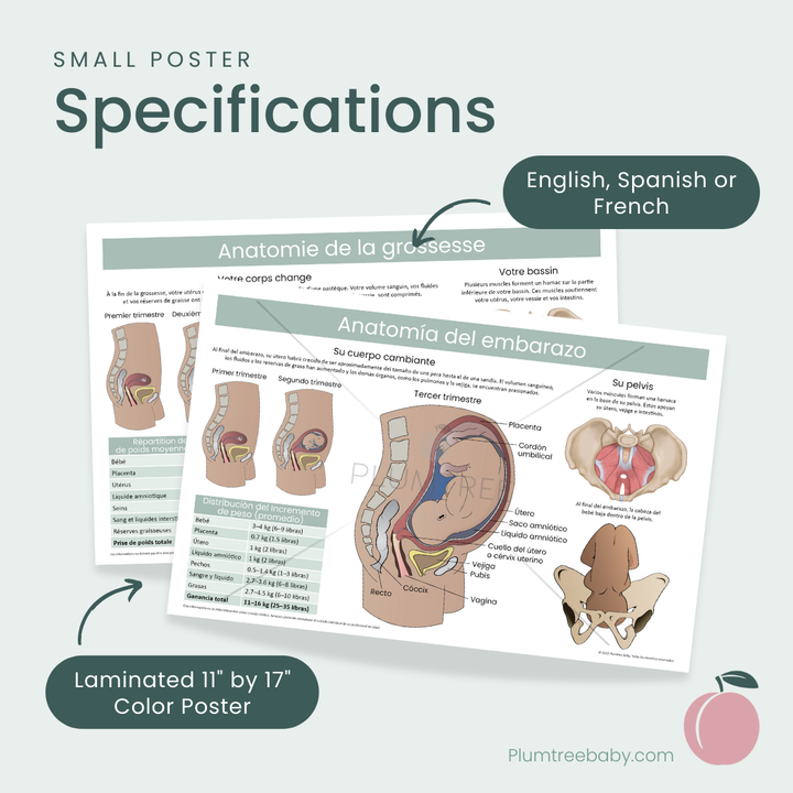 Anatomy of Pregnancy Poster-Poster-Plumtree Baby