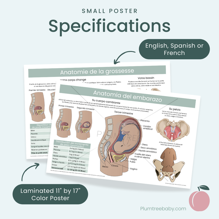 Anatomy of Pregnancy Poster-Poster-Plumtree Baby