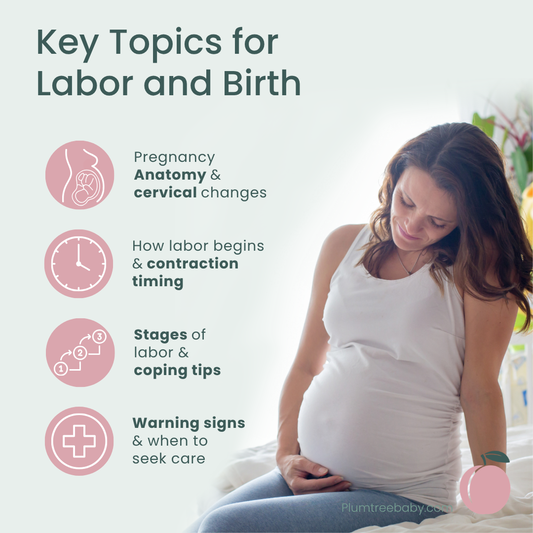 Labor and Birth Quick Reference Guides - Pack of 50-Handout-Plumtree Baby