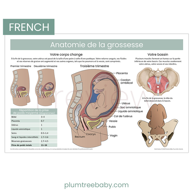 Anatomy Poster-Poster-Plumtree Baby