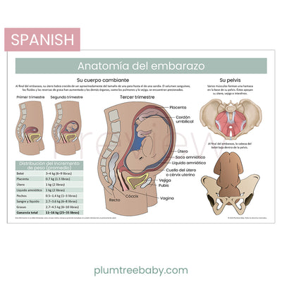 Anatomy of Pregnancy Poster-Poster-Plumtree Baby