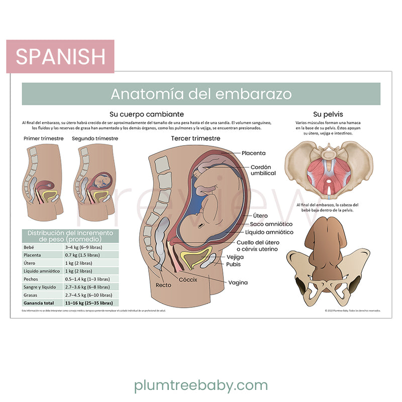 Anatomy Poster-Poster-Plumtree Baby