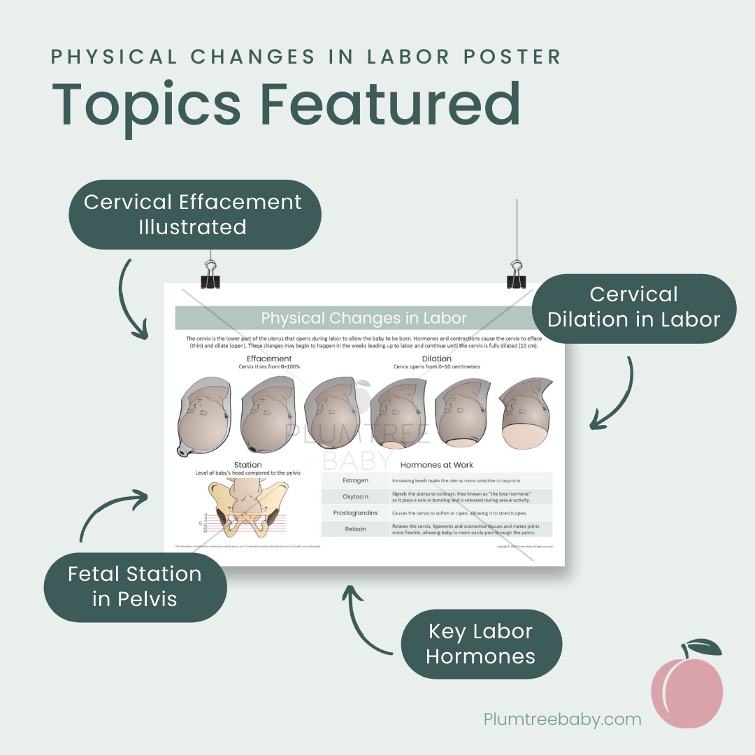 Physical Changes in Labor Poster-Poster-Plumtree Baby