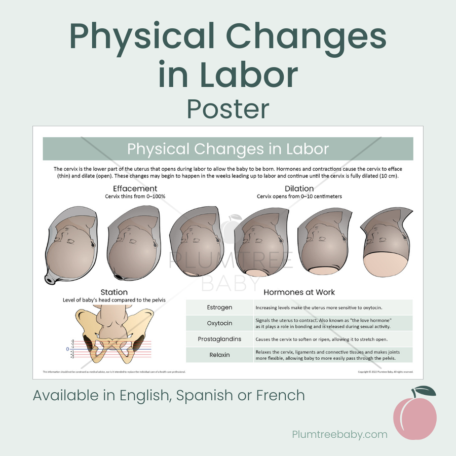 Physical Changes in Labor Poster-Poster-Plumtree Baby
