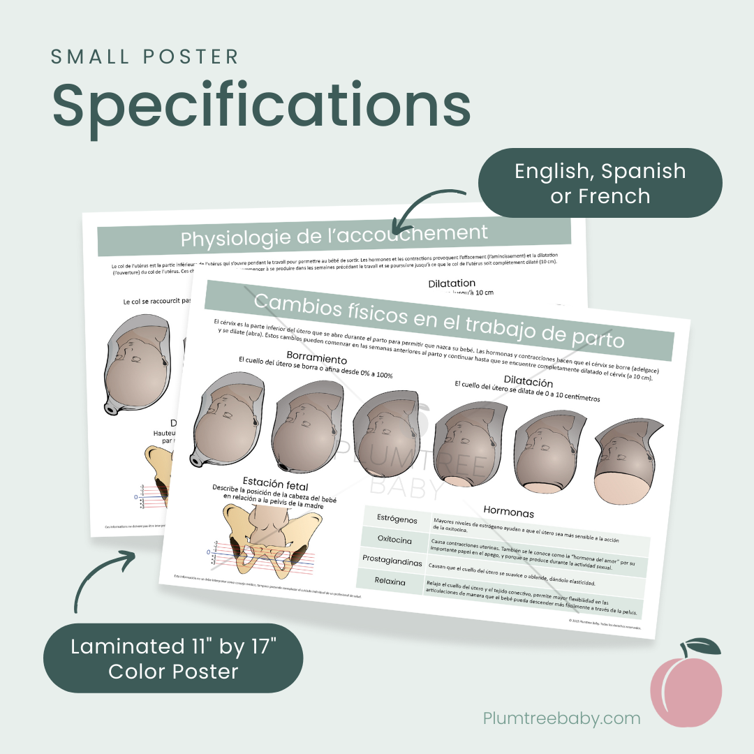 Physical Changes in Labor Poster-Poster-Plumtree Baby
