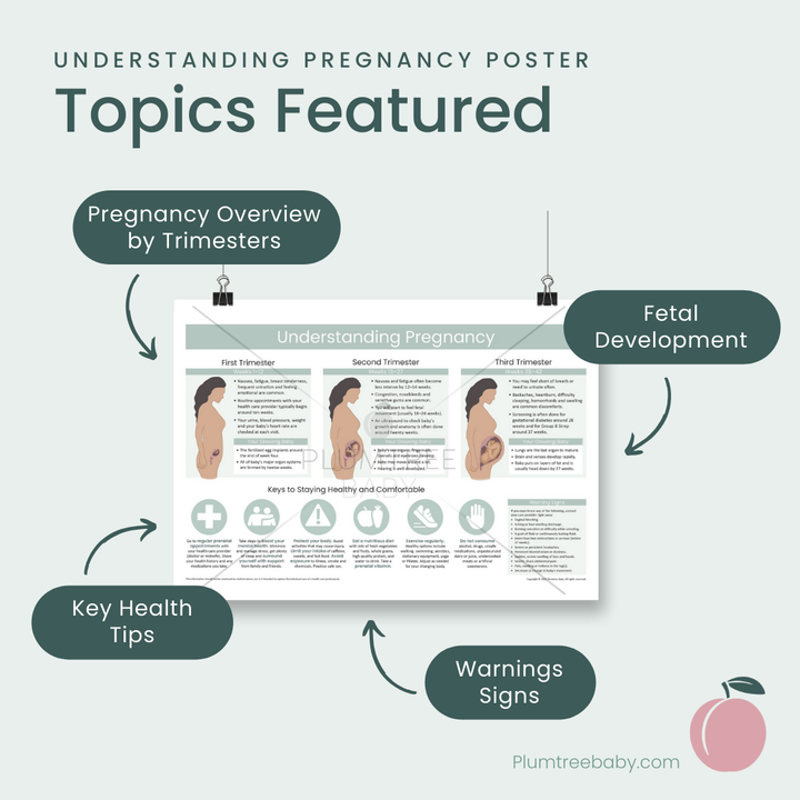 Understanding Pregnancy Poster-Poster-Plumtree Baby