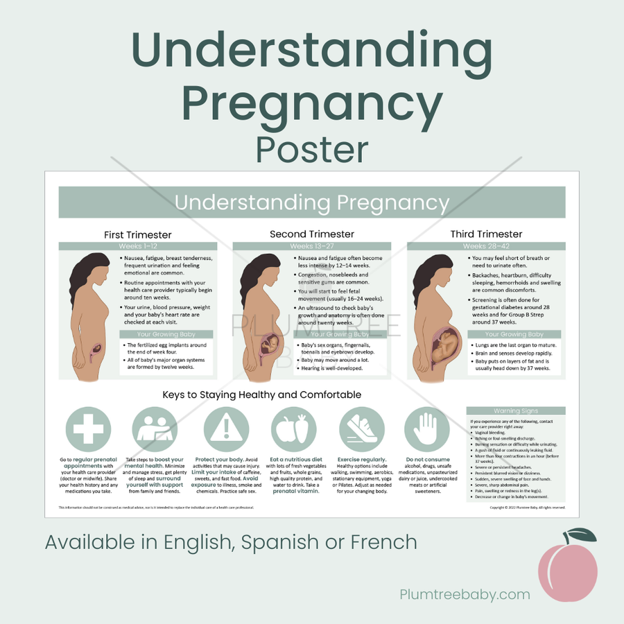 Understanding Pregnancy Poster-Poster-Plumtree Baby