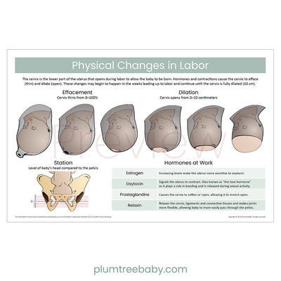 Physical Changes in Labor Poster-Poster-Plumtree Baby