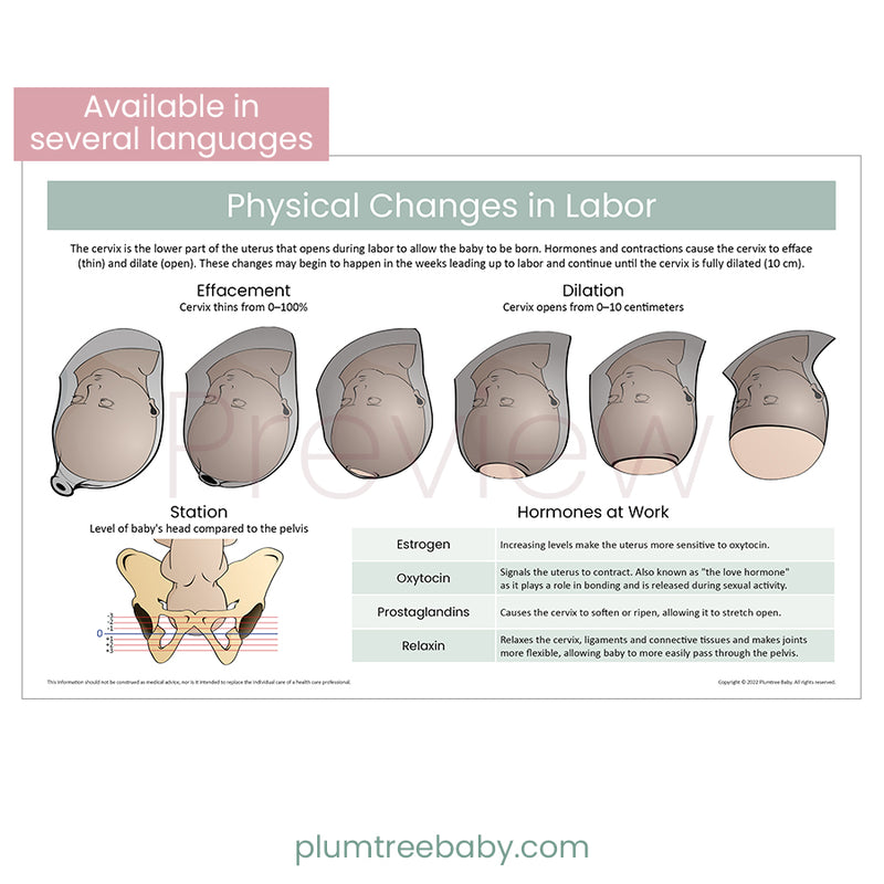 Physical Changes Poster-Poster-Plumtree Baby
