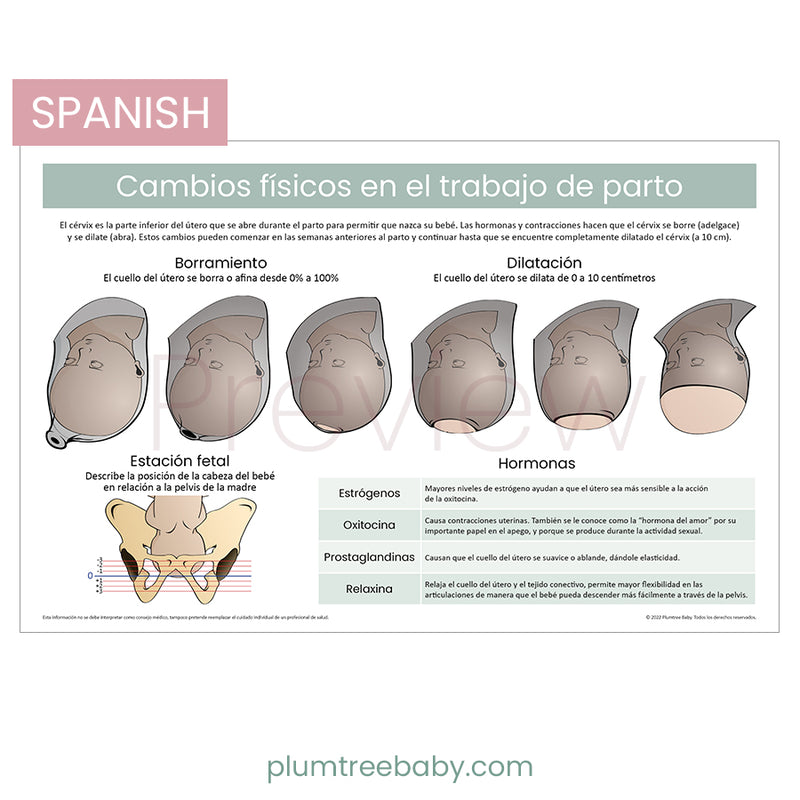 Physical Changes in Labor Poster-Poster-Plumtree Baby