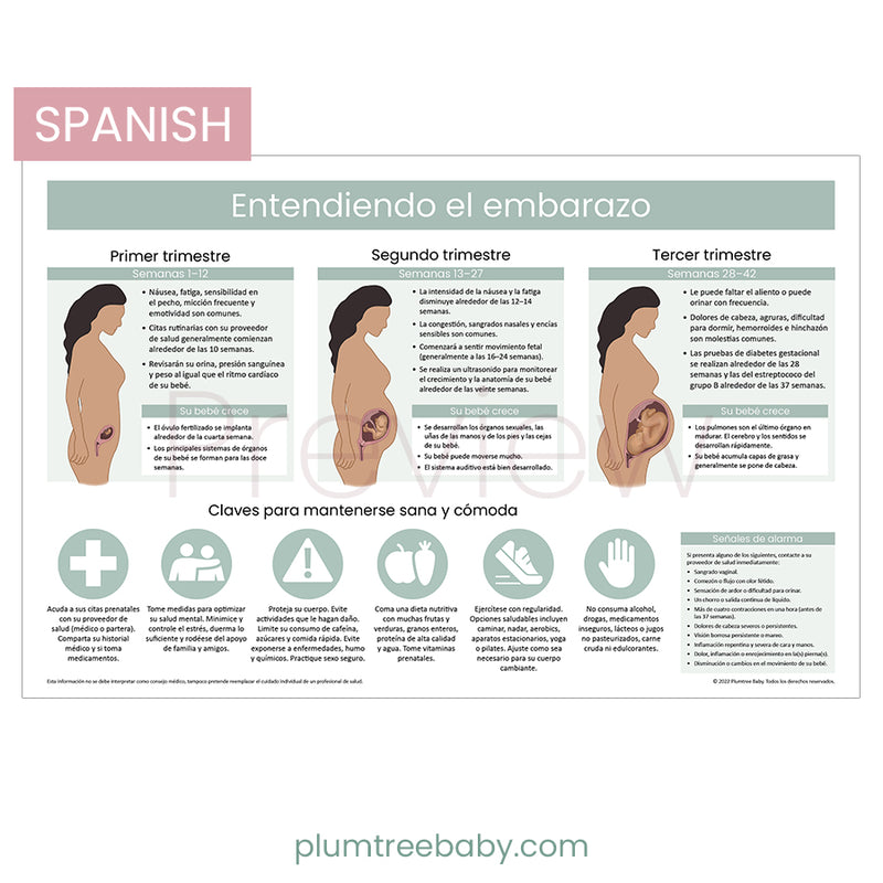 Understanding Pregnancy Poster-Poster-Plumtree Baby